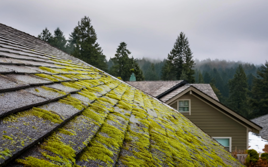 Why Roof Algae is Common in the Willamette Valley and How to Prevent It